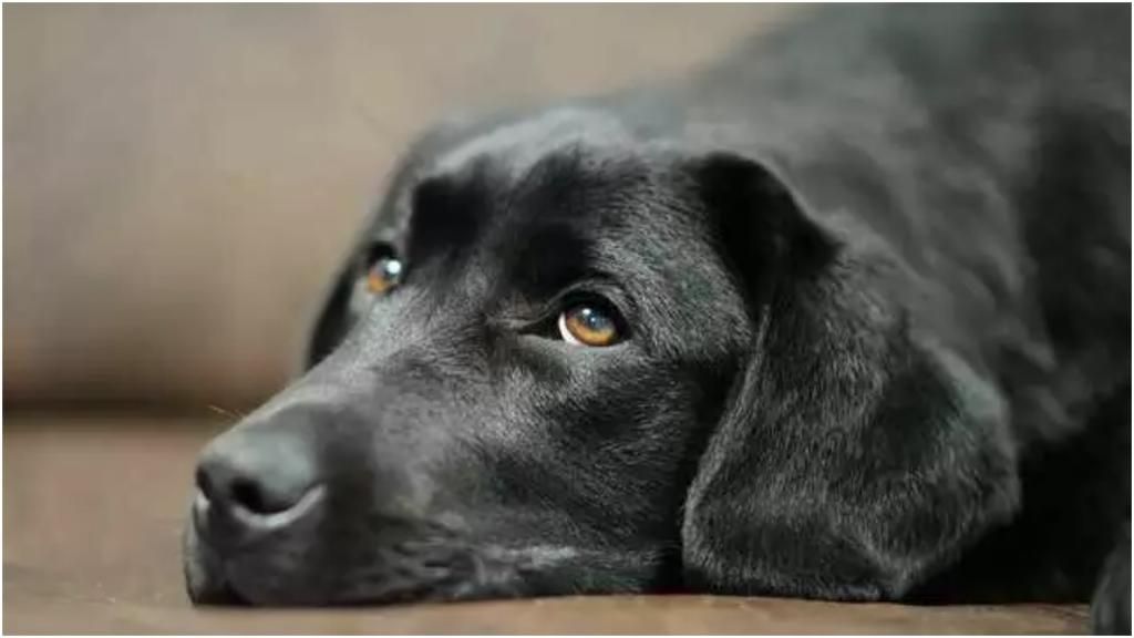 Очки и головные уборы: от чего собаки могут испытывать большой стресс