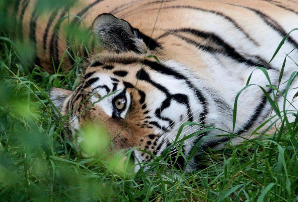 Один снимок из 10 тысяч: фото тигрицы из Приморья победило на престижном фотоконкурсе
