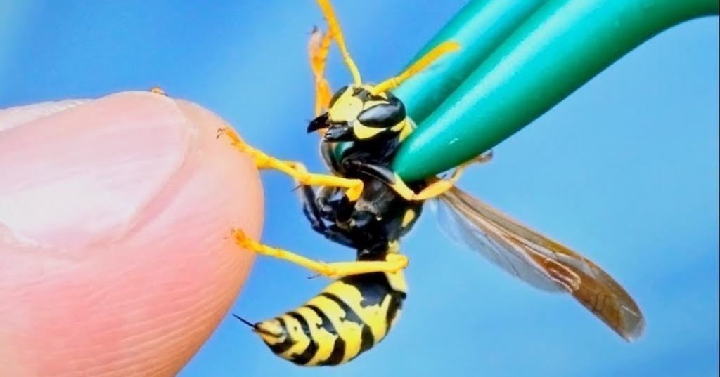Яд осы против бактерий: ученые из Америки и Японии создали безопасный антибиотик
