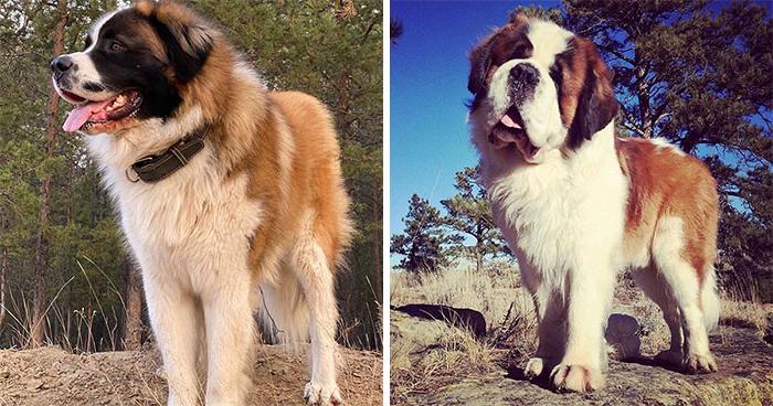 10 пород собак, которые часто путают друг с другом: рассказываем про отличия