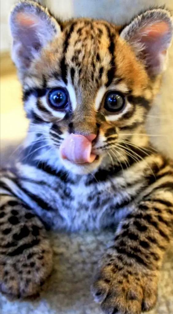 Пара купила онлайн милого котенка: они не могли подумать, что им подсунут суматранского тигра
