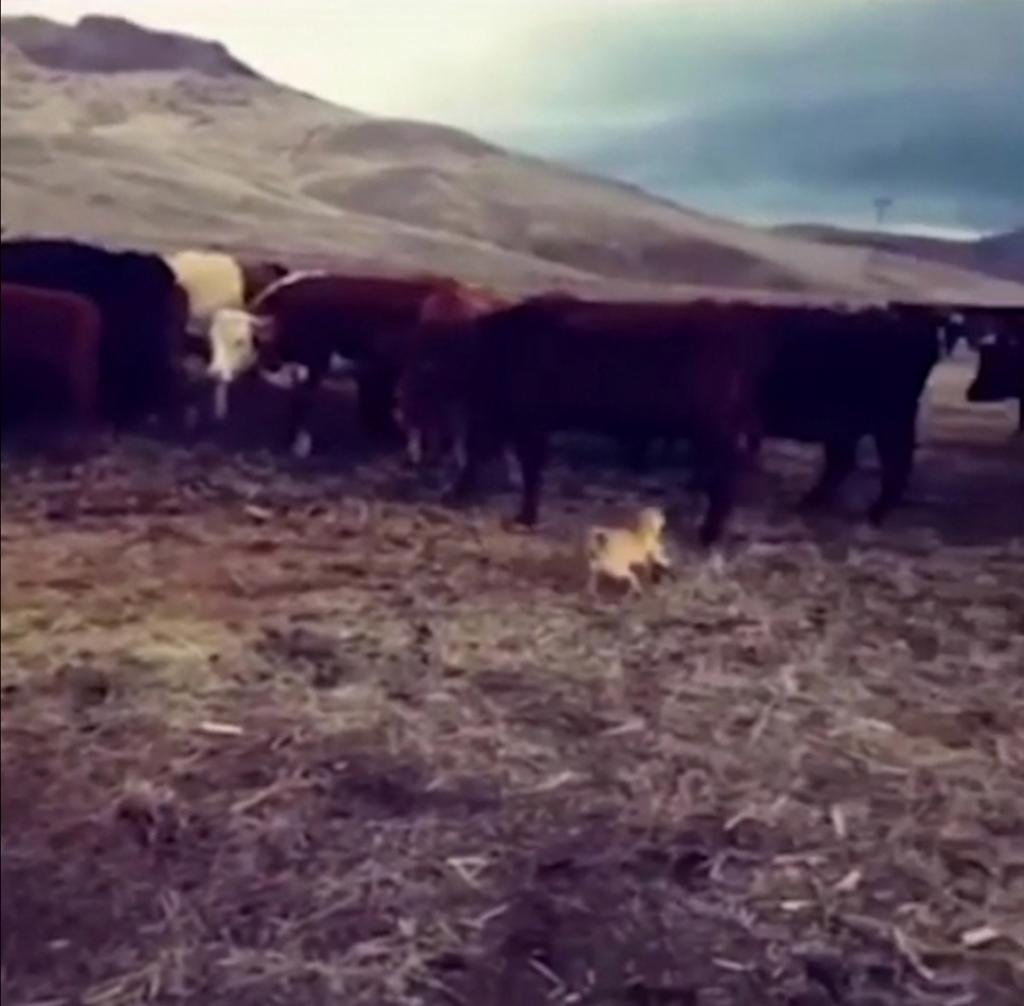 Фермер показал, как его малыши-мопсы справляются со стадом коров: люди в восторге от умений собак