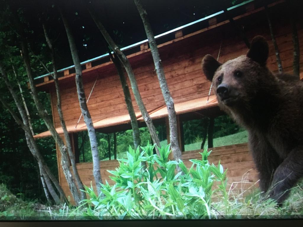 Раньше Янош был миллиардером: теперь живет в горах и присматривает за медведями