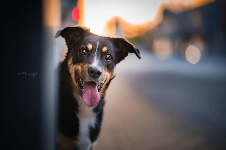 Портретный фотограф Золтан проводит осенние фотосессии собак: в результате получается даже милее, чем он планировал (фото)