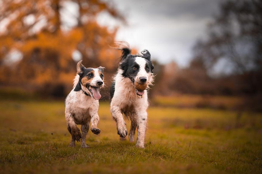 Портретный фотограф Золтан проводит осенние фотосессии собак: в результате получается даже милее, чем он планировал (фото)