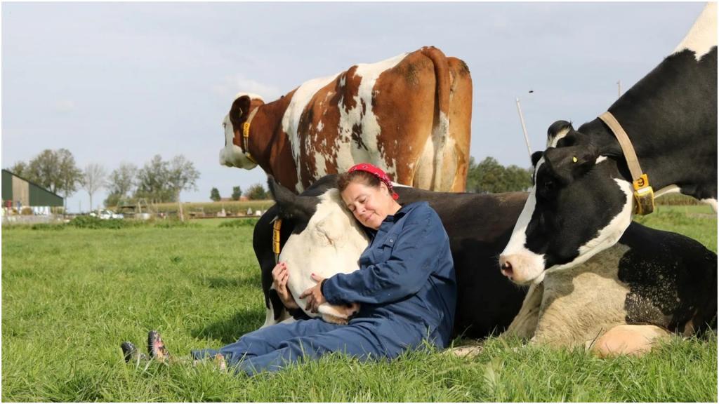 Обнять корову и избавиться от стресса: последний тренд в Нидерландах