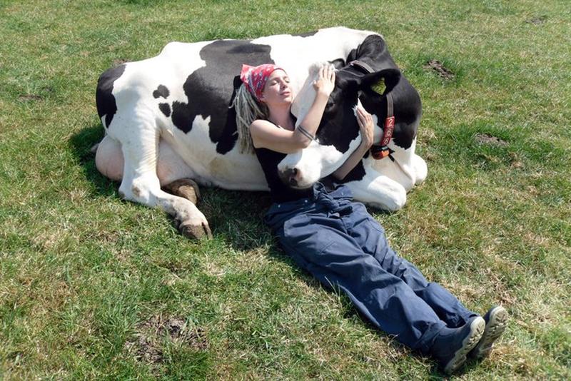 Обнять корову и избавиться от стресса: последний тренд в Нидерландах