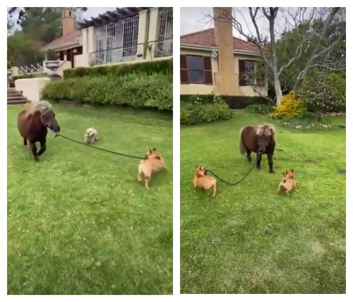 Молодая девушка взяла на воспитание пони, и теперь ее собаки наперегонки его выгуливают