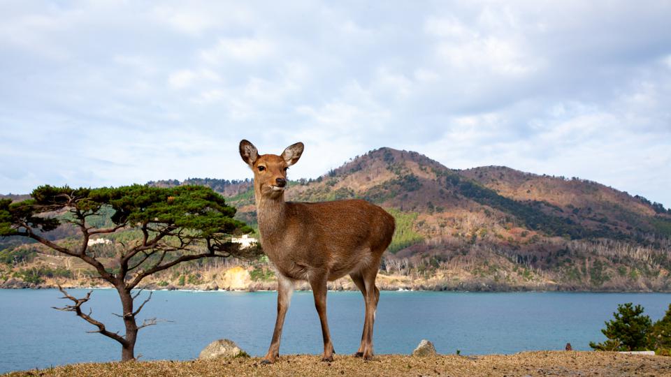 Удивительные места Японии, которые придутся по вкусу путешественникам: от кошачьего острова до Национального парка Кусиро-Шицугэн