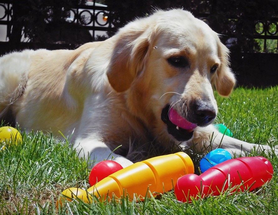 Кинологи советуют не оставлять собаку без присмотра, когда она играет: какие игрушки могут быть опасны для питомца