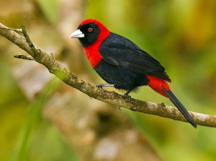 Форма перьев влияет на окрас птиц не меньше, чем пигменты: новое исследование