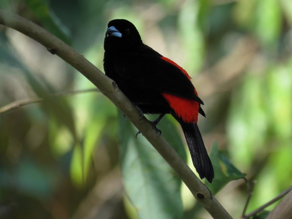 Форма перьев влияет на окрас птиц не меньше, чем пигменты: новое исследование