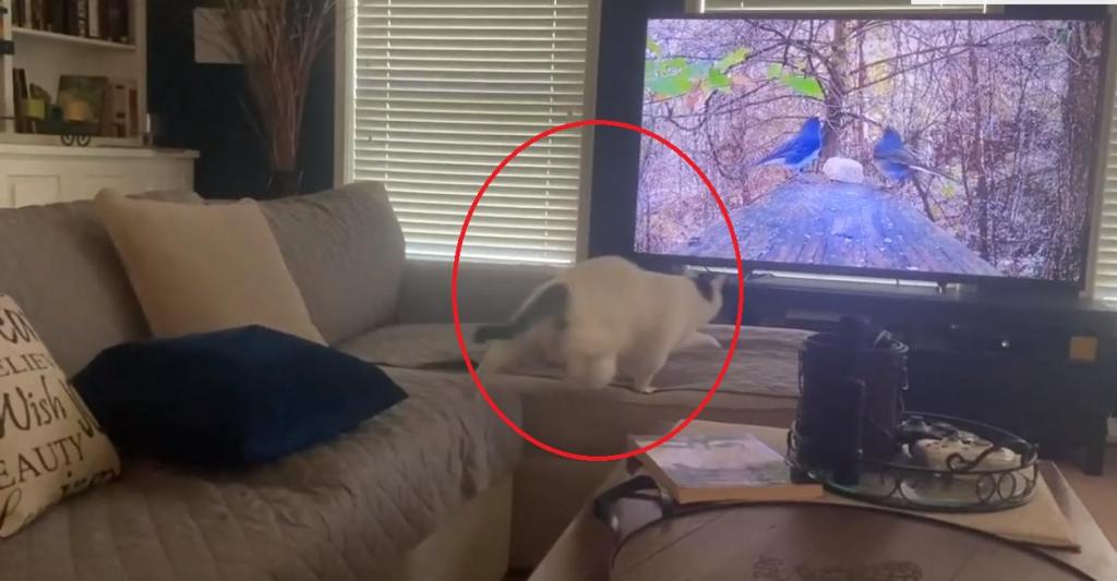 Напрасно хозяева включили передачу про птиц: кошка решила ими полакомиться (видео)