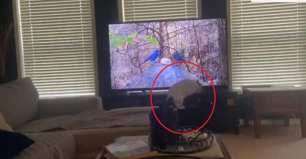 Напрасно хозяева включили передачу про птиц: кошка решила ими полакомиться (видео)