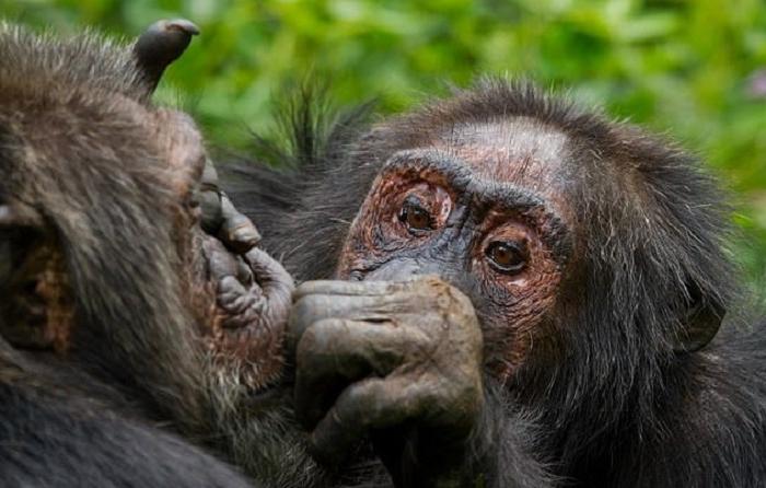 Чем старше, тем меньше друзей, но зато они самые верные: исследователи понаблюдали за шимпанзе и их социальной жизнью