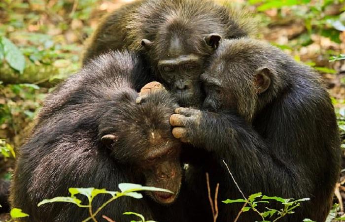 Чем старше, тем меньше друзей, но зато они самые верные: исследователи понаблюдали за шимпанзе и их социальной жизнью