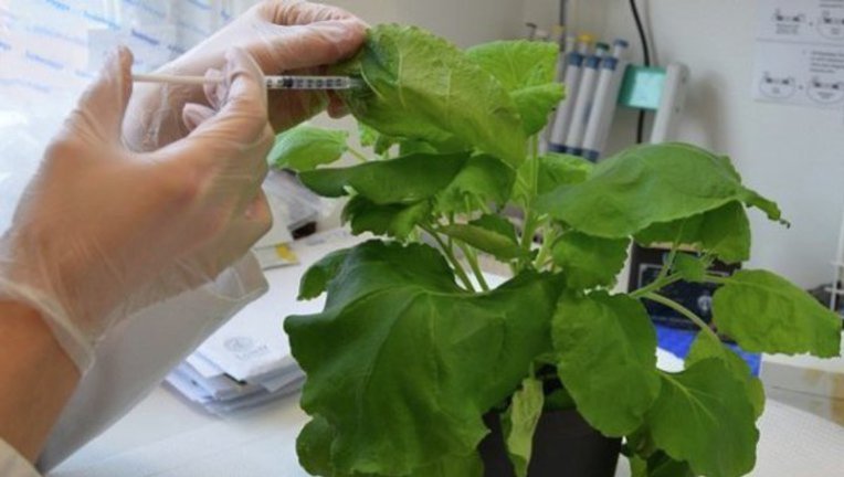 Растения для производства антител от различных болезней, включая COVID-19, выращивают в теплице лондонской больницы