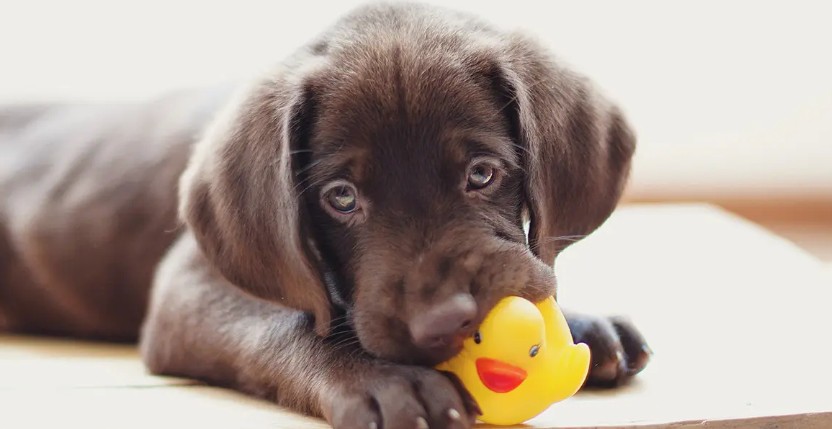 Почему собаки любят игрушки с пищалкой: причина тому охотничий инстинкт – он заставляет их искать источник звука