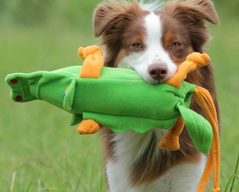 Почему собаки любят игрушки с пищалкой: причина тому охотничий инстинкт – он заставляет их искать источник звука