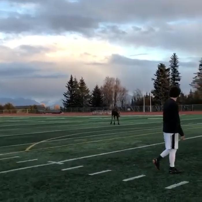 Во время футбольного матча на Аляске лось показал игрокам мастерство владения мячом (видео)
