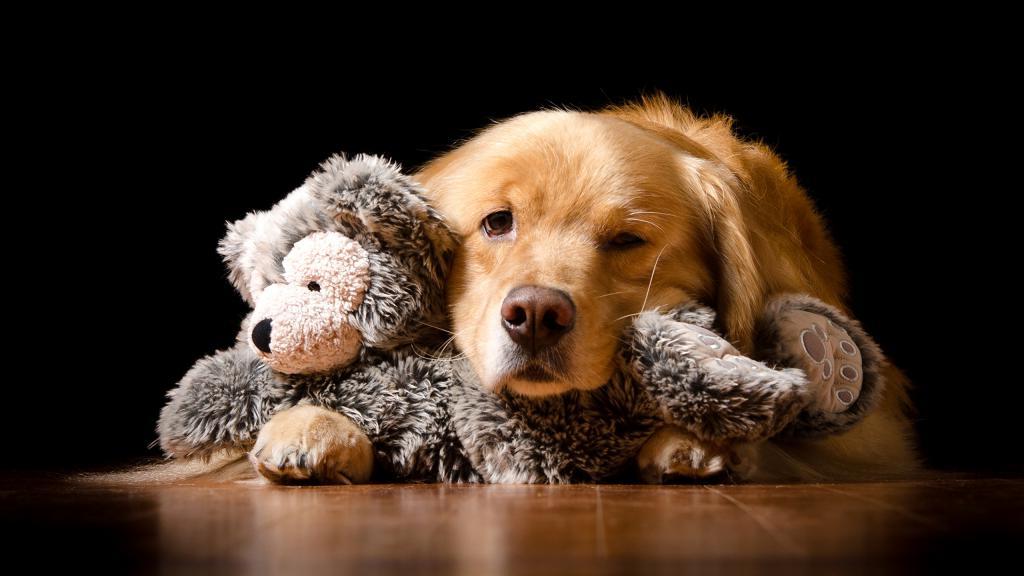 Собаки тоже взрослеют: ученые выяснили, почему со временем питомцы не проявляют интереса к игрушкам
