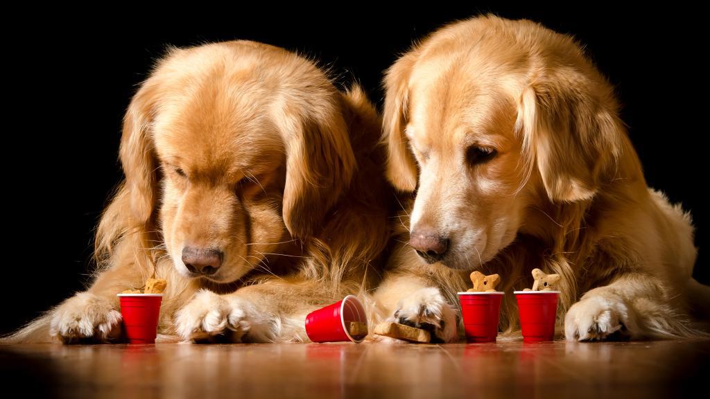 Собаки тоже взрослеют: ученые выяснили, почему со временем питомцы не проявляют интереса к игрушкам
