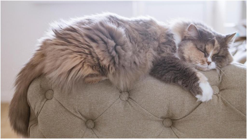Если кошка постоянно отдыхает: у возрастных питомцев это может быть показателем заболевания