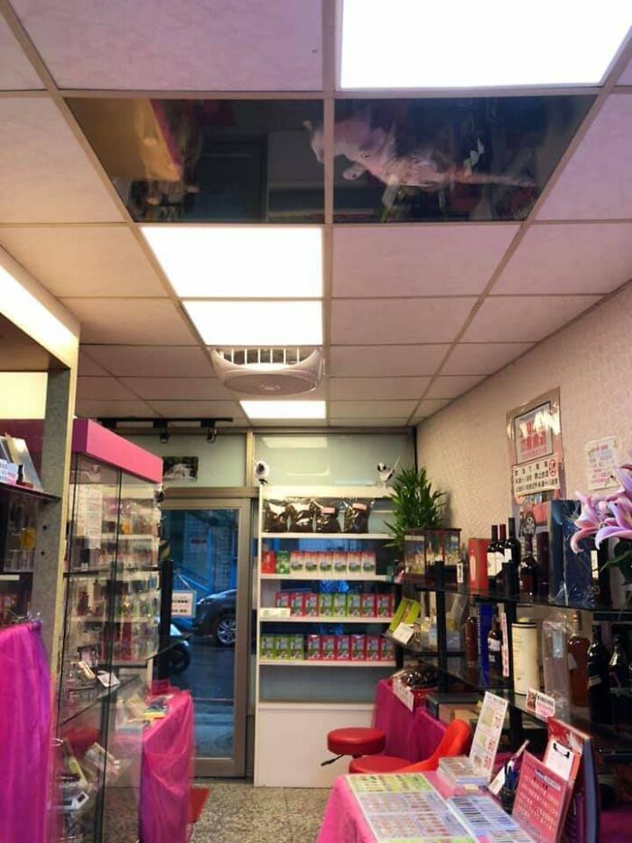 Владелец магазина установил стеклянный потолок для своих кошек. Теперь они не перестают "глазеть" на него с крыши