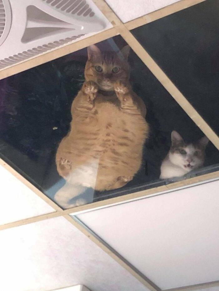 Владелец магазина установил стеклянный потолок для своих кошек. Теперь они не перестают "глазеть" на него с крыши