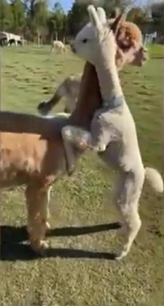 "Это моя мамочка": малыш-альпака подбегает и обнимает свою маму (трогательное видео)