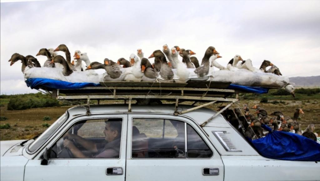 Азербайджанец перевозит гусей на крыше своего авто: люди не понимают, почему птицы такие послушные