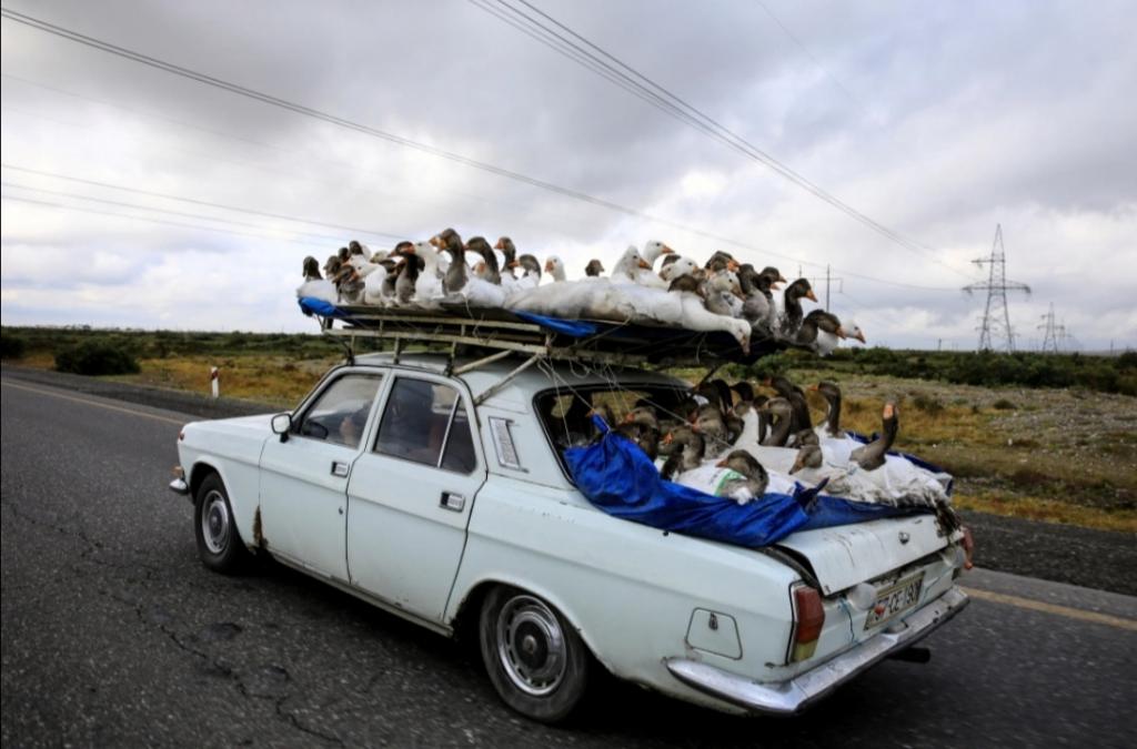 Азербайджанец перевозит гусей на крыше своего авто: люди не понимают, почему птицы такие послушные