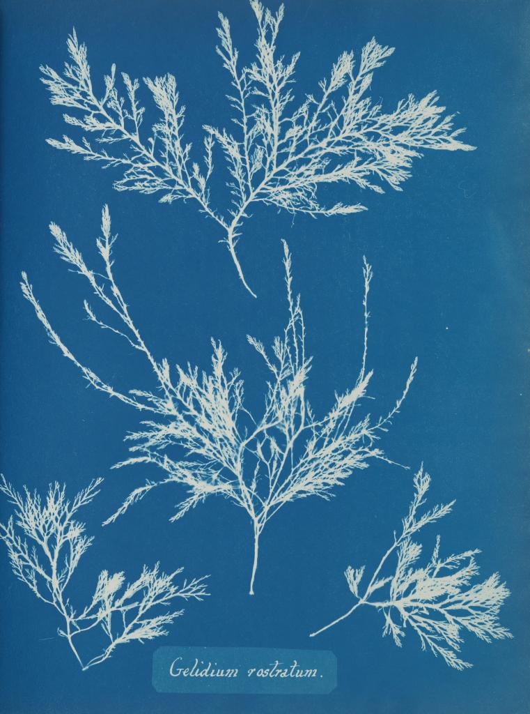Гербарий водорослей викторианской эпохи позволил ученым заглянуть в историю морей