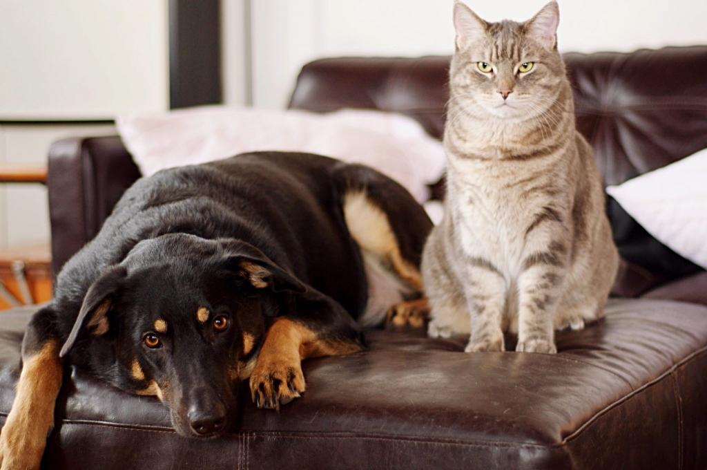 Комфорт кошки - приоритет: от чего зависит, смогут ли ужиться кошка и собака под одной крышей