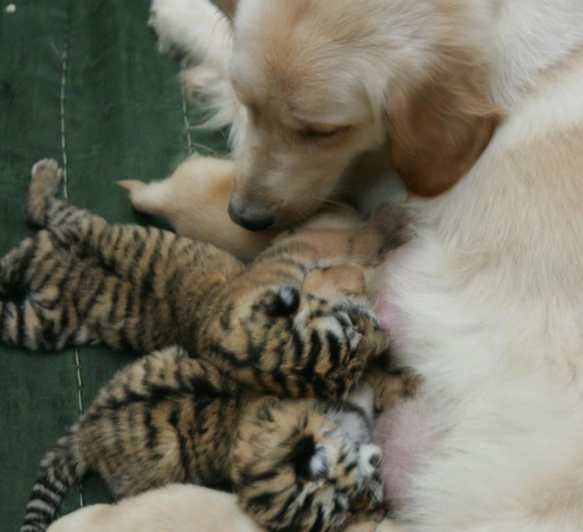 Почему собаки заботятся о котятах, тигрятах и других детенышах? Зоопсихологи объяснили этот феномен