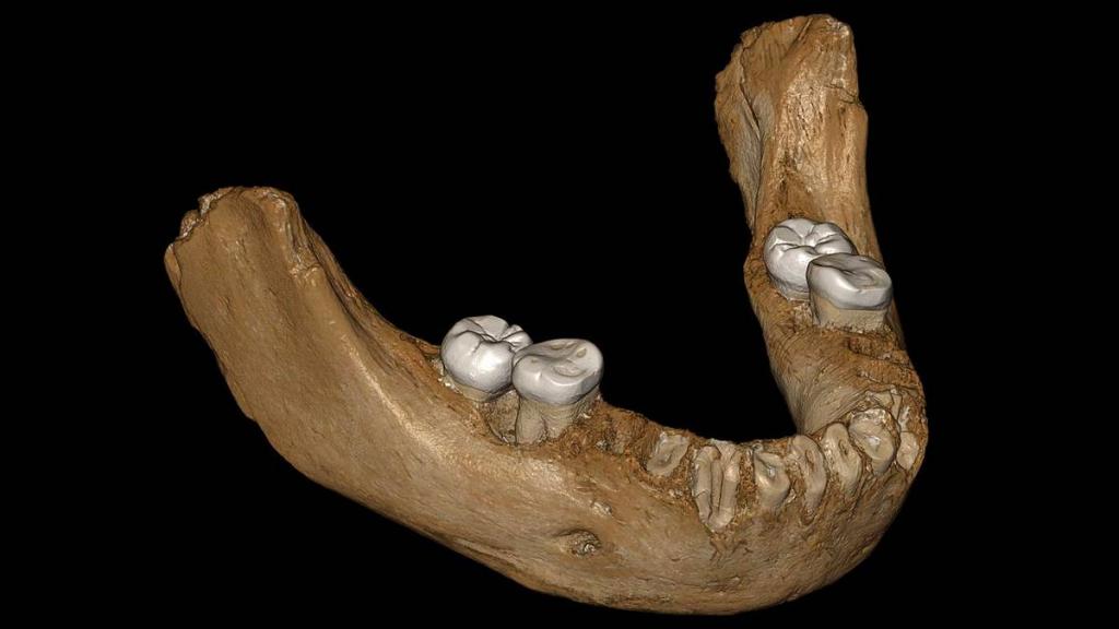 ДНК древнего денисовского человека обнаружили в тибетской пещере: открытие показывает, что этот вид мог существовать одновременно с человеком современным