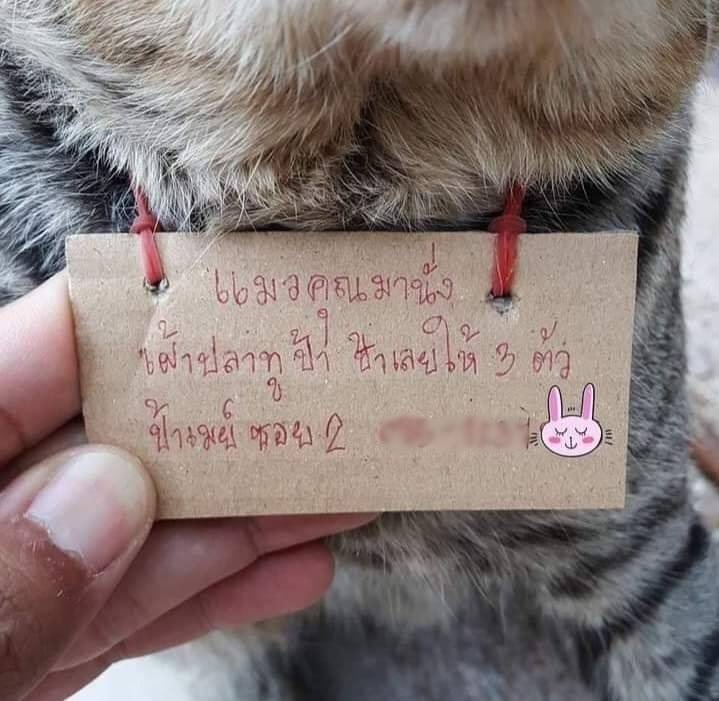 Пушистый должник: в Таиланде кот ушел из дома на три дня и вернулся с долгами из местного магазинчика