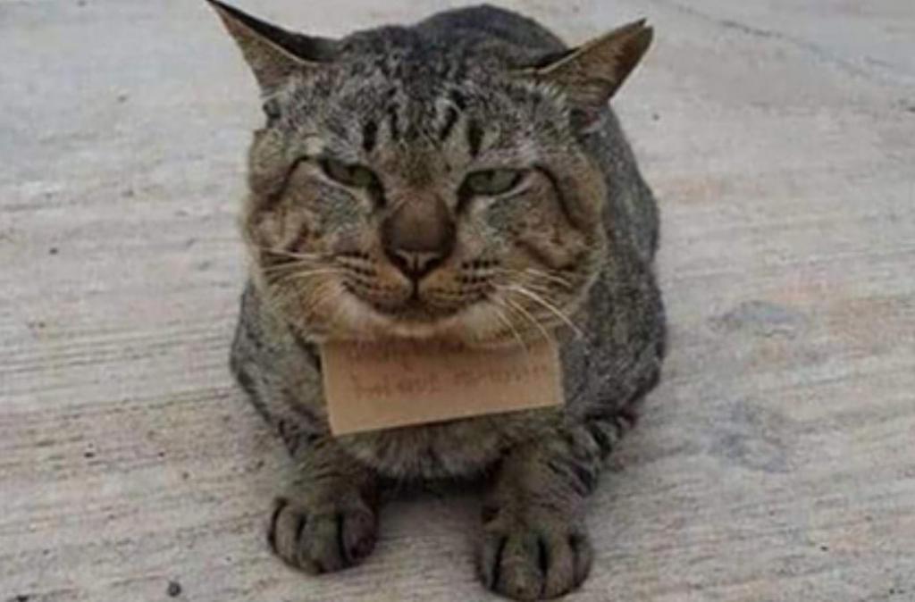 Пушистый должник: в Таиланде кот ушел из дома на три дня и вернулся с долгами из местного магазинчика