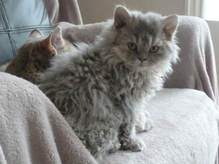 О существовании этой породы кошек многие не догадываются: очаровательные кошки-пудели (фото)