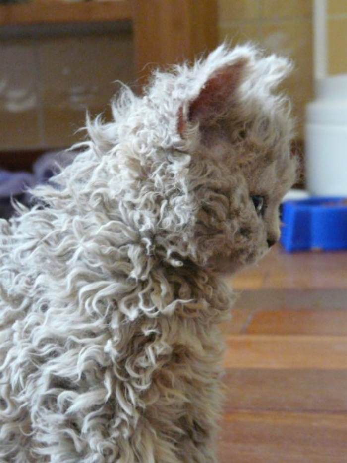 О существовании этой породы кошек многие не догадываются: очаровательные кошки-пудели (фото)