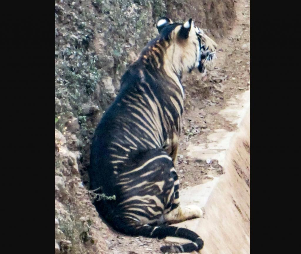 Один на миллион: в Индии нашли тигра с необычным черным окрасом (фото)