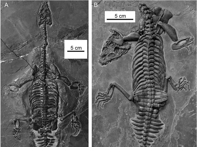 Новая доисторическая морская рептилия напоминала миниатюрную смесь Лох-Несского монстра, аллигатора и зубастого тираннозавра