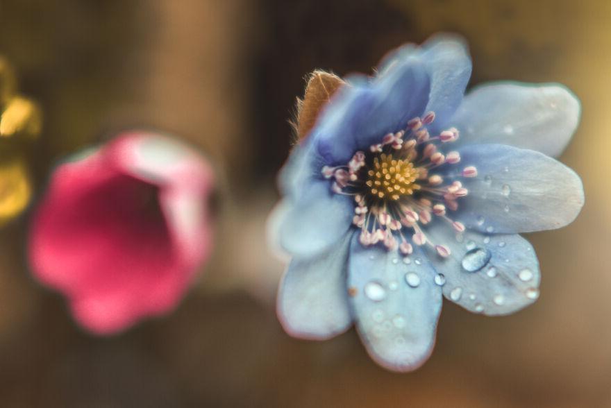 Украинский фотограф поделилась своими макроснимками флоры и фауны, которые она сделала по всей стране. Хочется разглядеть каждую деталь