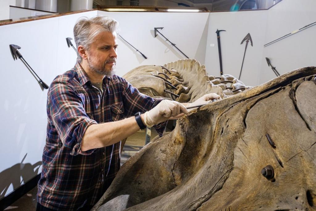 Знание анатомии и бесконечное терпение: сотрудник музея рассказал, что нужно, чтобы разобрать и перевезти 12-метровый скелет кита