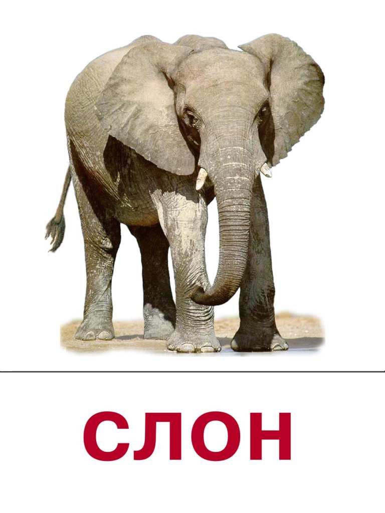Как змей "превратился" в сани, яства в яд, а лев в слона: 8 слов русского языка со странным происхождением