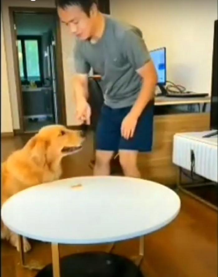 Хозяин приказал собаке не есть лакомство и вышел, оставив скрытую камеру: пес решил схитрить (видео)