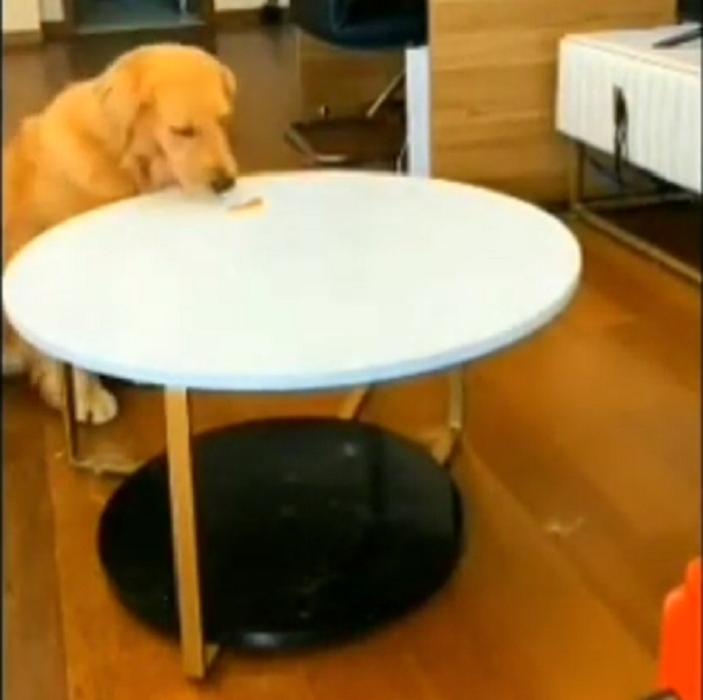 Хозяин приказал собаке не есть лакомство и вышел, оставив скрытую камеру: пес решил схитрить (видео)