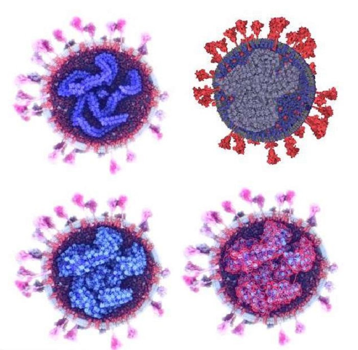 Учёные показали, как на самом деле выглядит коронавирус SARS-CoV-2
