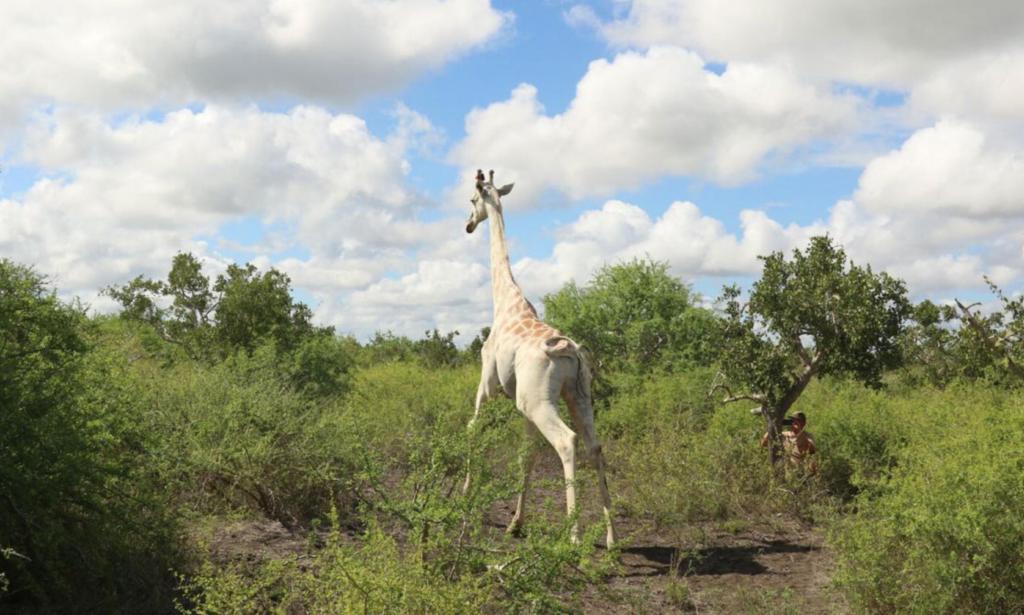Белому жирафу поставили электронную метку, чтобы уберечь от браконьеров