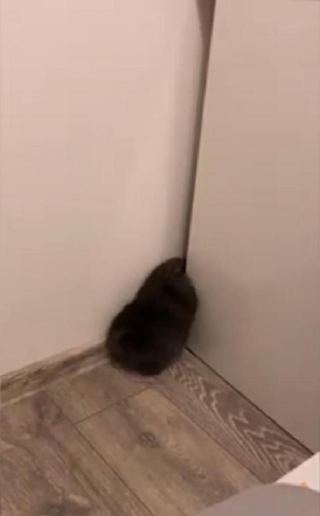 Любопытный малыш: щенок померанского шпица сумел протиснуться в узкую щель (видео)